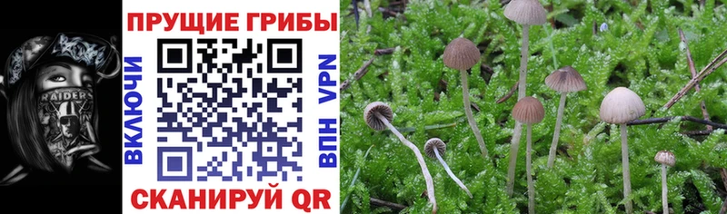 Купить где  Луга  Галлюциногенные грибы Magic Shrooms 